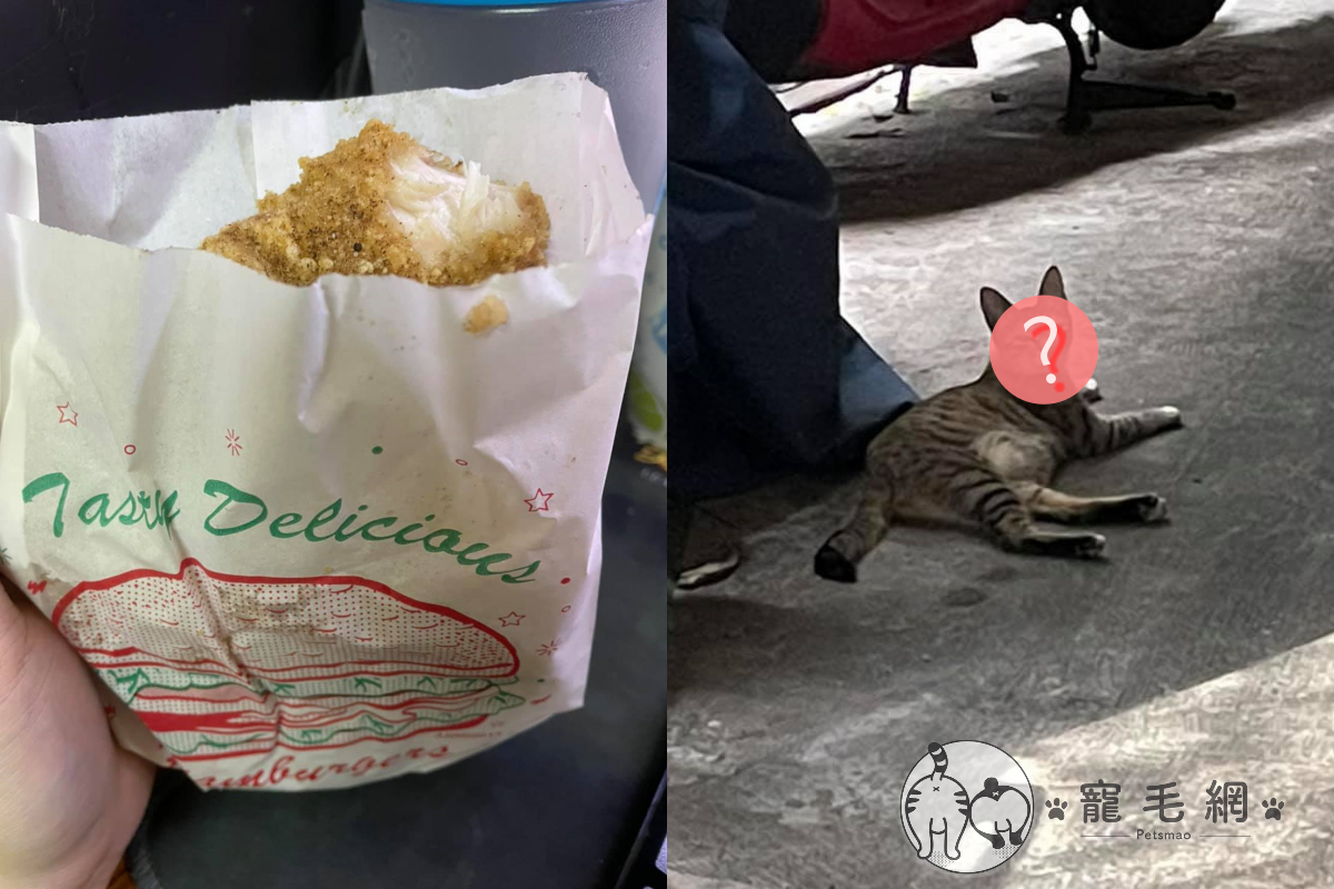 外送雞排被偷吃，犯人竟大搖大擺躺路邊曬太陽！ 圖／網友林香香授權提供