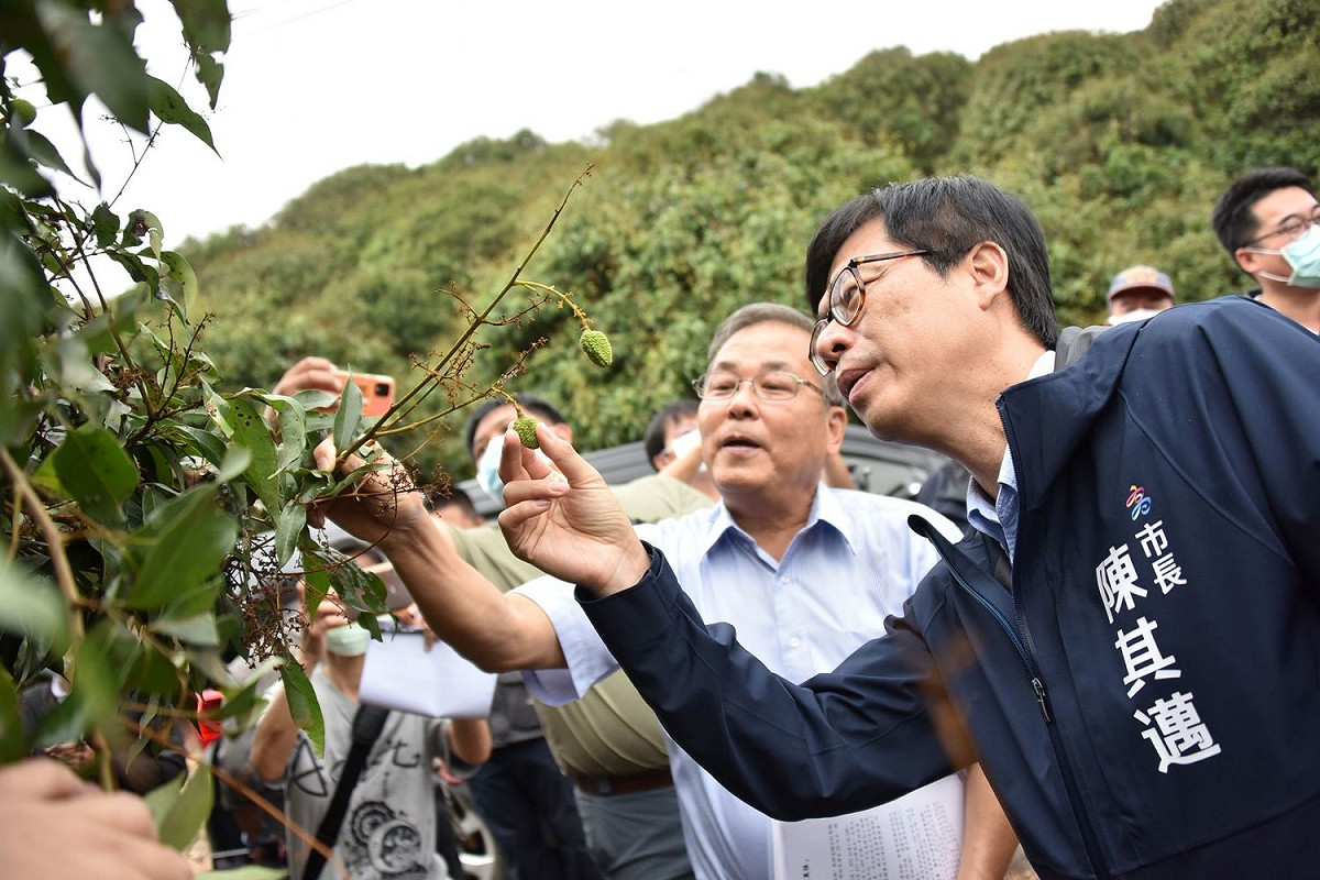 高雄市長陳其邁到大樹荔枝園勘查玉荷包荔枝著果率不佳情況，指示區公所與農業局從寬認定。 圖：高雄市府提供