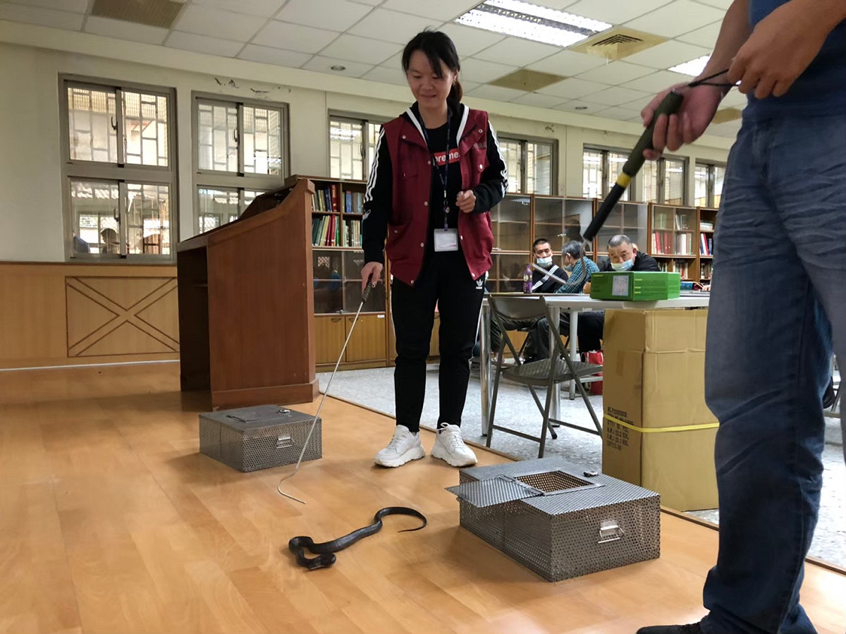 動保處捕蜂捉蛇教育訓練教導動保員使用較需技巧但不傷蛇之蛇鉤操作。 圖：新北市動保處提供
