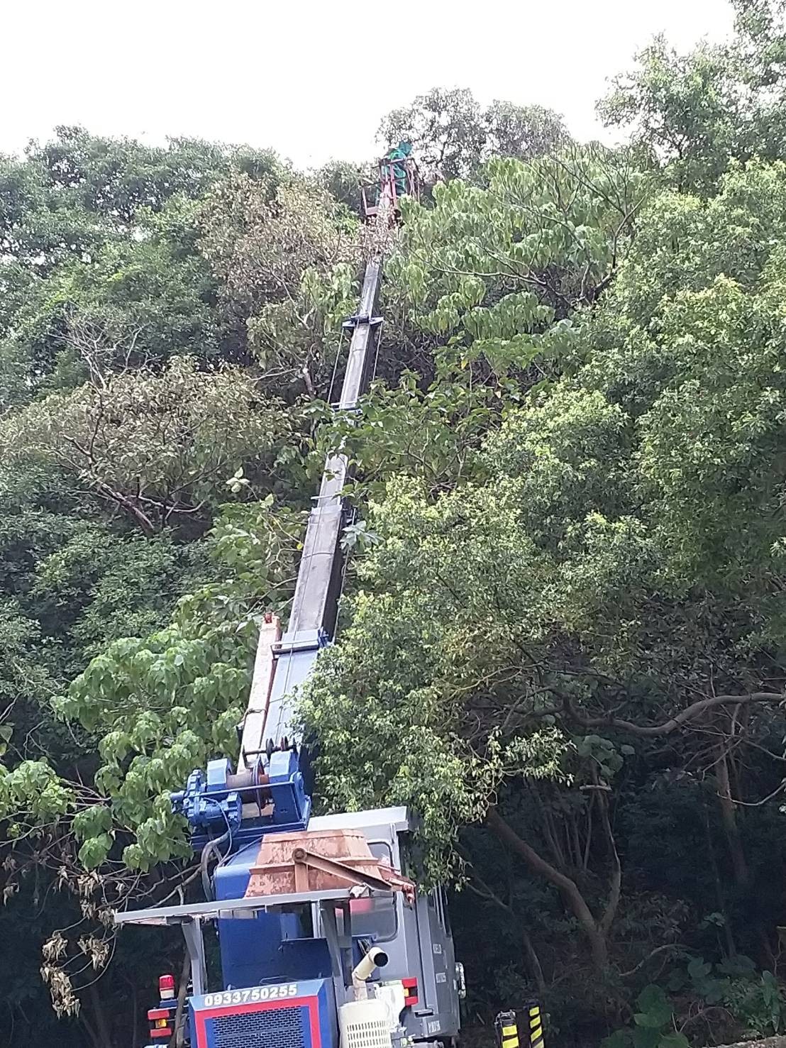 黑腹虎頭蜂經常築巢於樹梢，需使用吊車或長梯進行高空摘除作業。 圖：新北市動保處提供