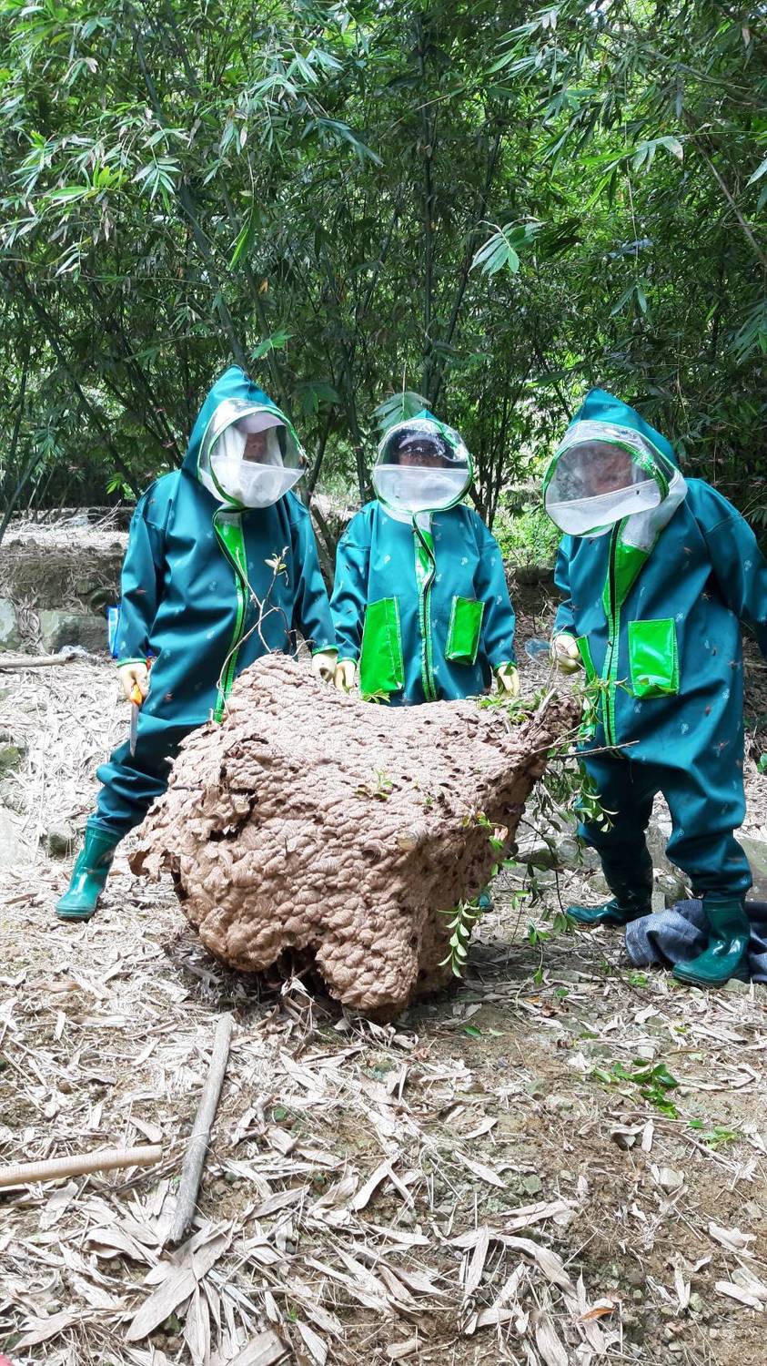 著裝全套捕蜂衣成功摘下大型黑腹虎頭蜂巢。 圖：新北市動保處提供