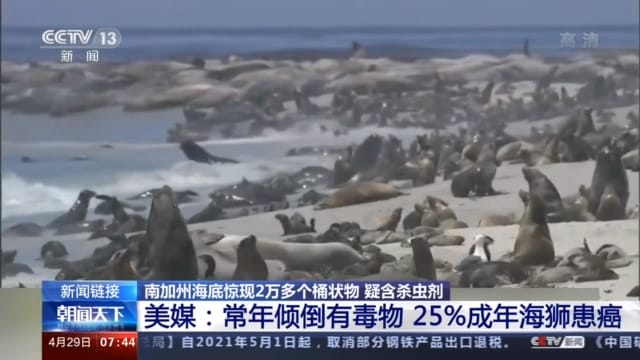 美國媒體曾報導，若業者長期把DDT工業廢棄物排入海中，恐造成25%成年海獅罹患癌症。 圖：翻攝自cctv