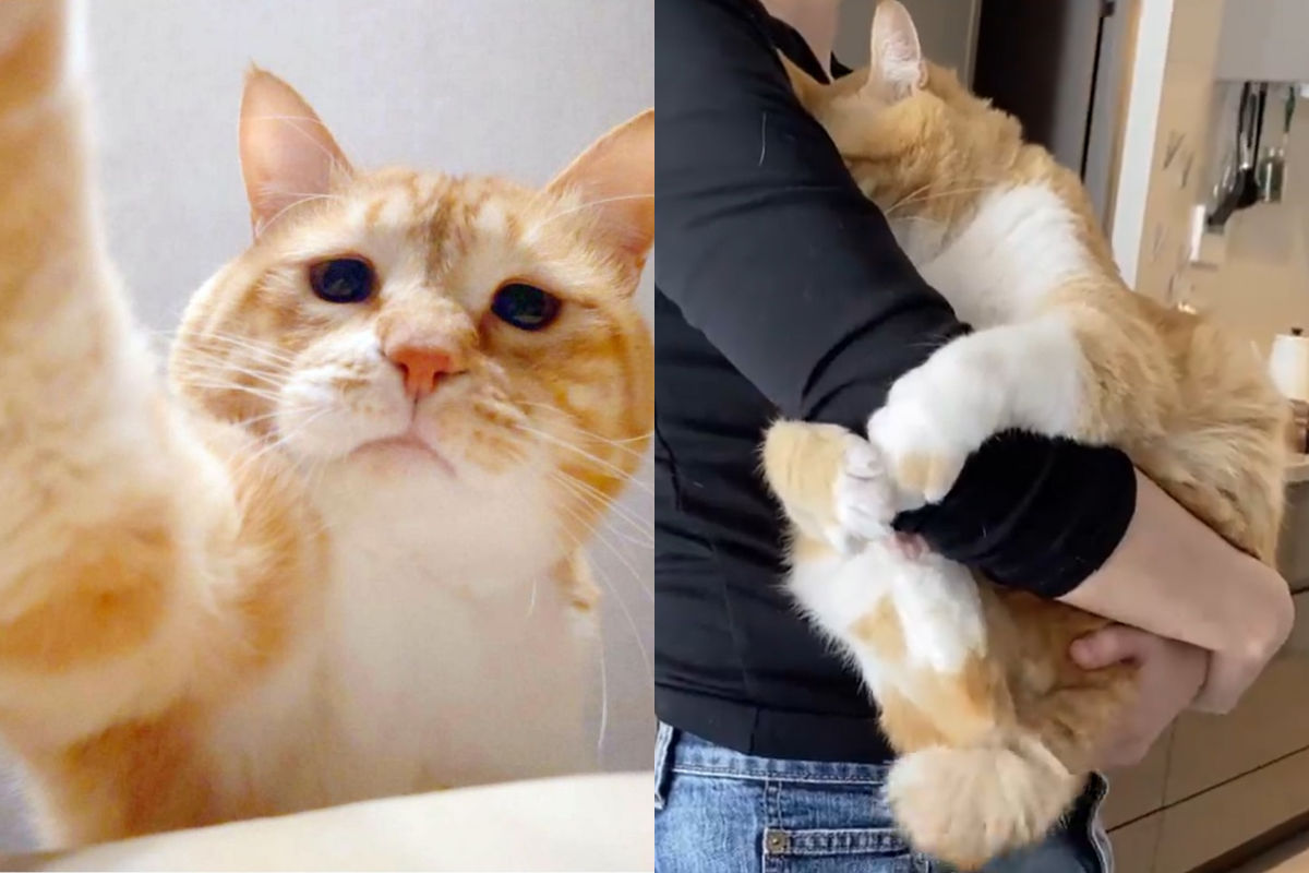 橘貓埋胸緊、抱手手樣樣來，撒嬌無極限超可愛！ 圖／Instagram＠ gupitaro