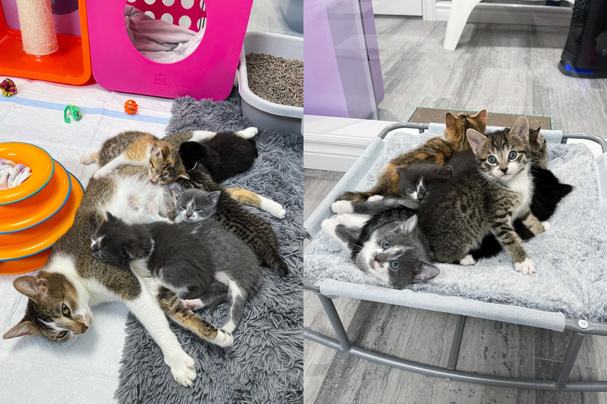 鄰居不忍懷孕貓咪街邊求食，決定插手幫助牠！ 圖／Instagram＠ tinybutmightykittenrescue