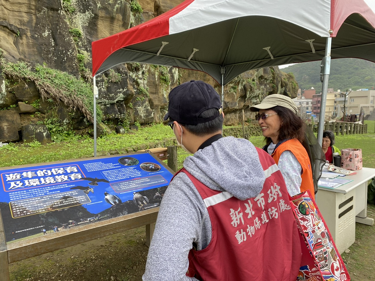 導覽協會志工向動保處人員說明深澳遊隼告示牌。 圖：新北市動保處提供