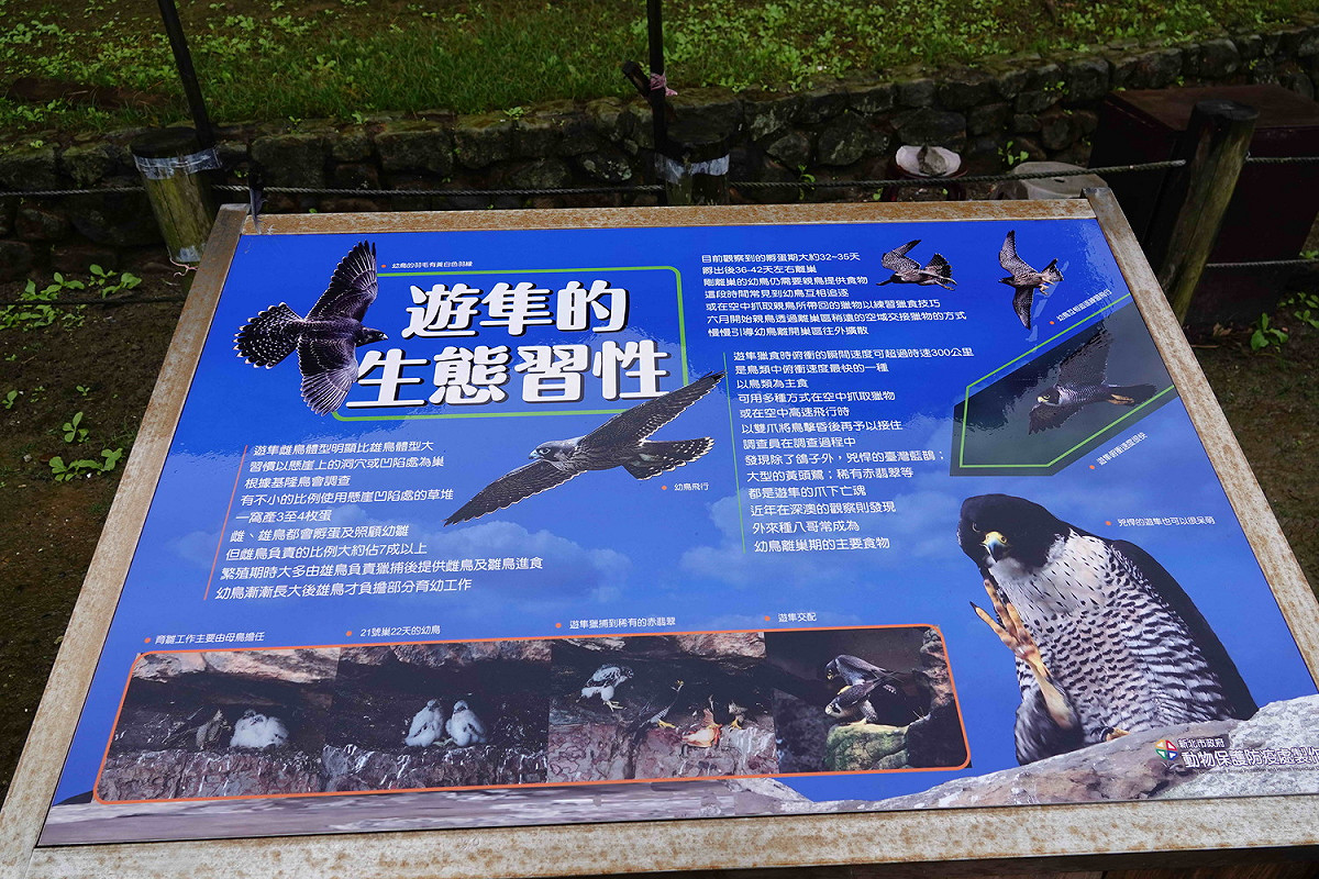 動保處在當地告示牌細節，讓民眾了解遊隼生態。 圖：新北市動保處提供