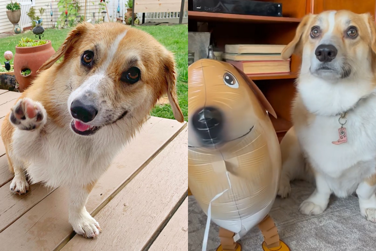 主人花心蘿蔔帶狗氣球回家，柯基見狀奮力踢倒！ 圖／Instagram＠ bootsythecorgi