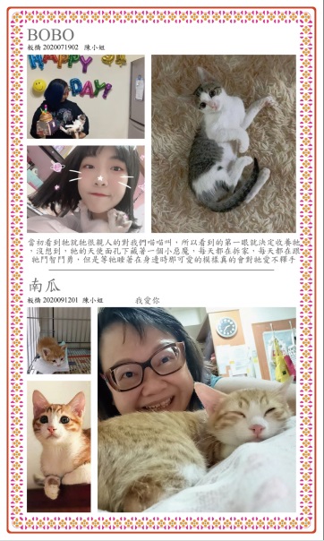 被認養的BOBO、南瓜，與飼主的互動似乎說「我很幸福哦！」 圖：新北市動保處/提供