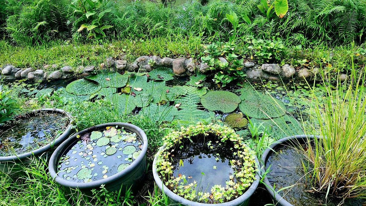 假日不想出遠門又人擠人，可去塭仔底濕地公園玩。 圖：新北市水利局提供