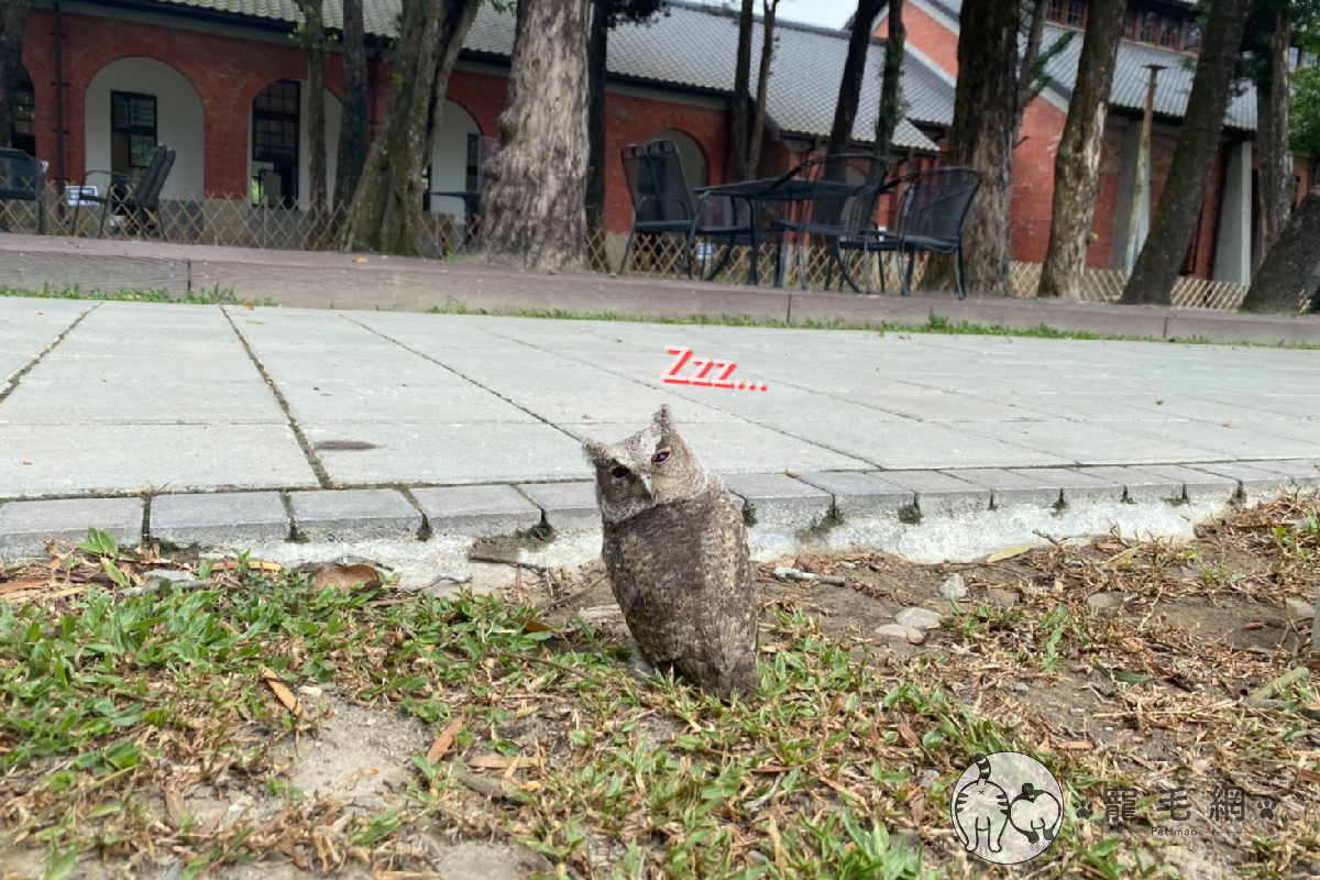 小貓頭鷹於台南飛翔時自摔，跌倒後竟原地「度辜」！ 圖／Facebook@ TainanOldWaterworksMuseum