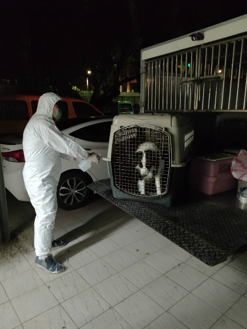 動保處人員以運輸籠將邊境牧羊犬移至管制車上。 圖：新北市動保處提供