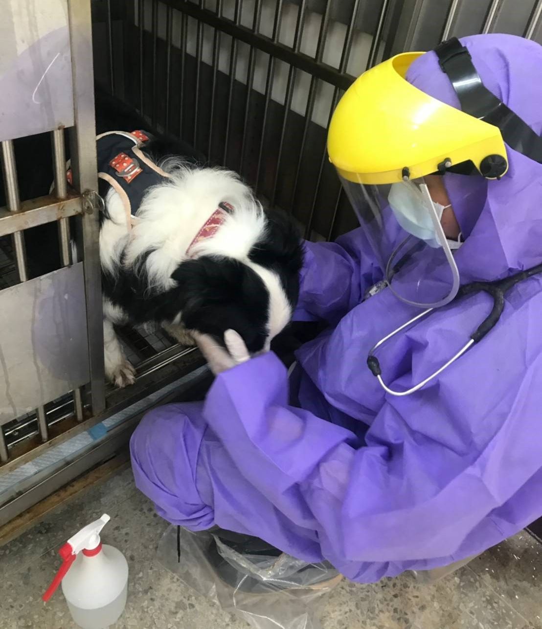 動保處獸醫為邊境牧羊犬觸診。 圖：新北市動保處提供