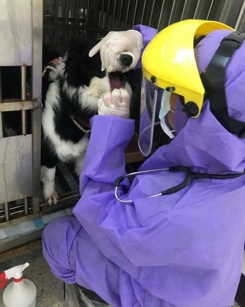 動保處獸醫檢查邊境牧羊犬口鼻狀況。 圖：新北市動保處提供