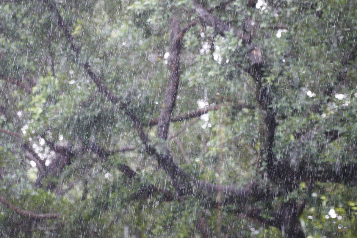 台北市區上午下起久違的大雨。 圖：張良一/攝