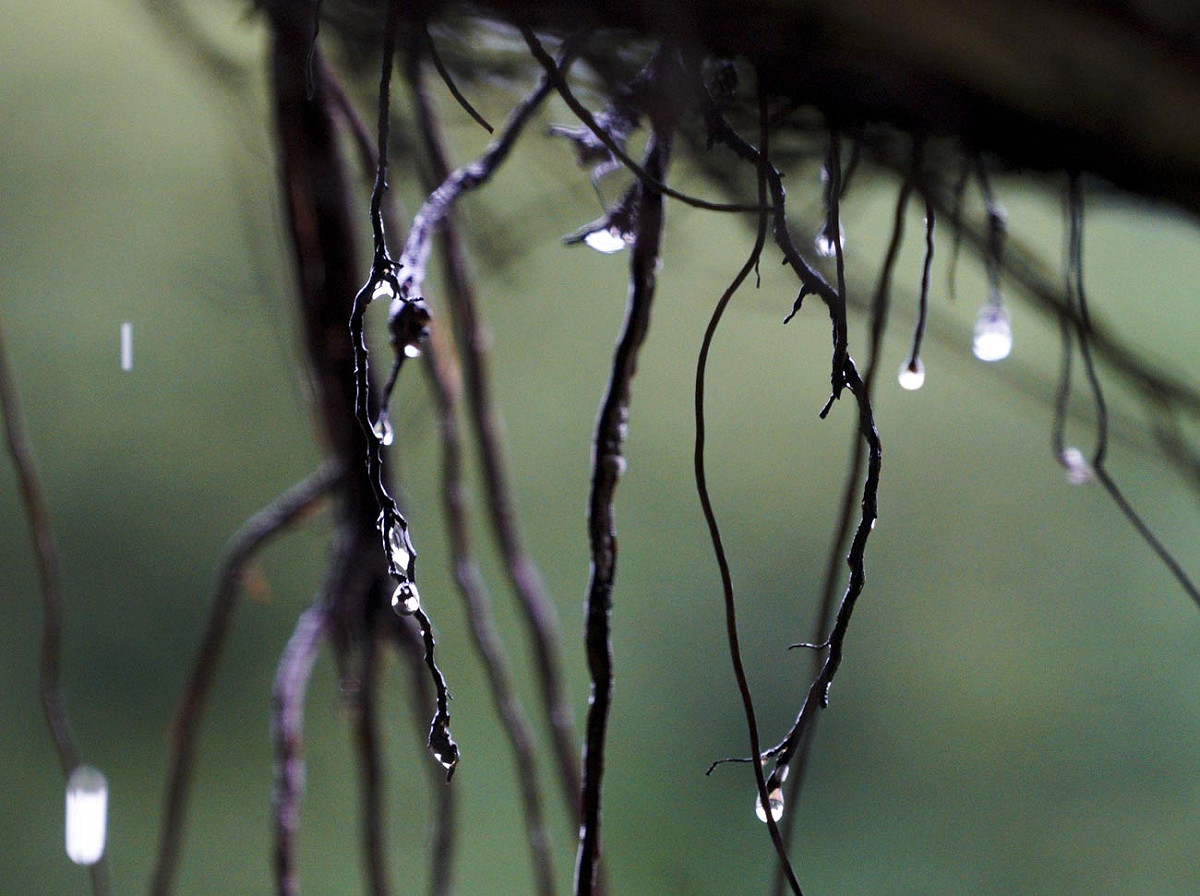 路旁的榕樹氣根掛著一顆顆晶瑩剔透的雨珠，相當好看。 圖：張良一/攝