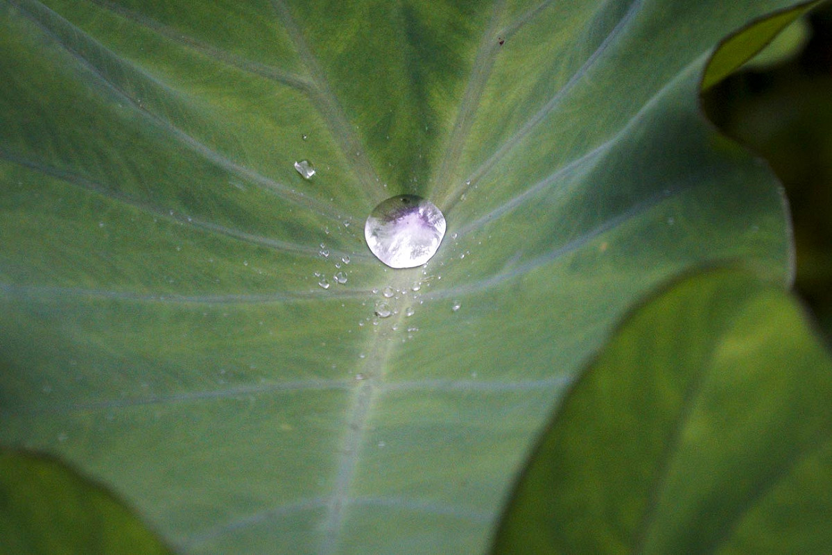 落下的雨滴聚集在芋頭葉上，行丞一顆美麗的水珠。 圖：張良一/攝