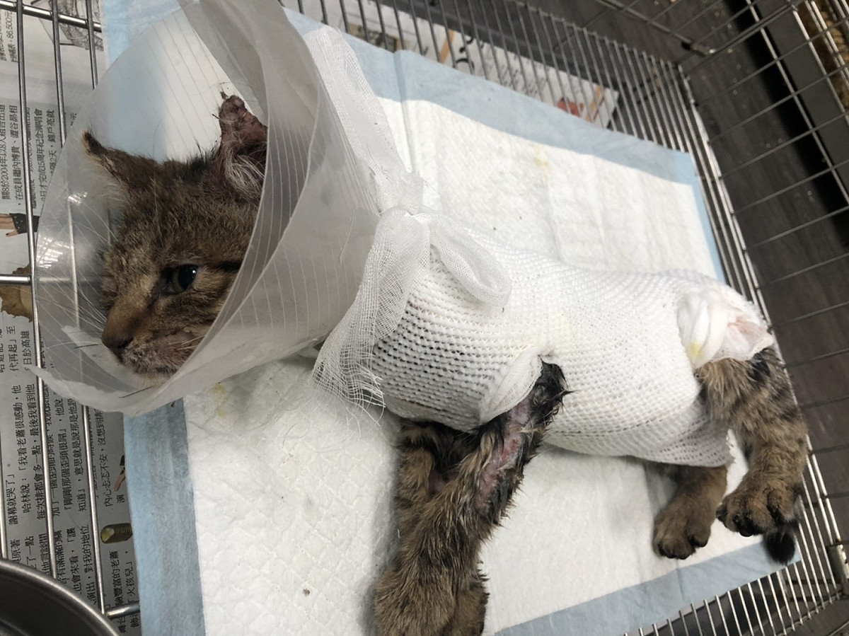 獸醫師幫「斑斑」上藥包紮得像木乃伊，還戴頭套，避免舔舐傷口。 圖：新北市動保處提供