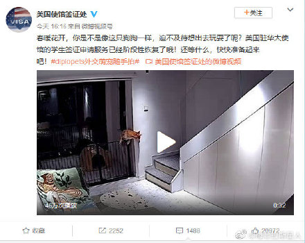 美國使館簽證處5日在中國社群微博發布一則影音和文章，在影音中可見一條狗從柵欄翻出來，另在文中，美國使館簽證處寫道：「你是不是像這隻狗狗一樣，迫不及待想出去玩耍了呢？」 圖：翻攝自「美國使館簽證處」微博