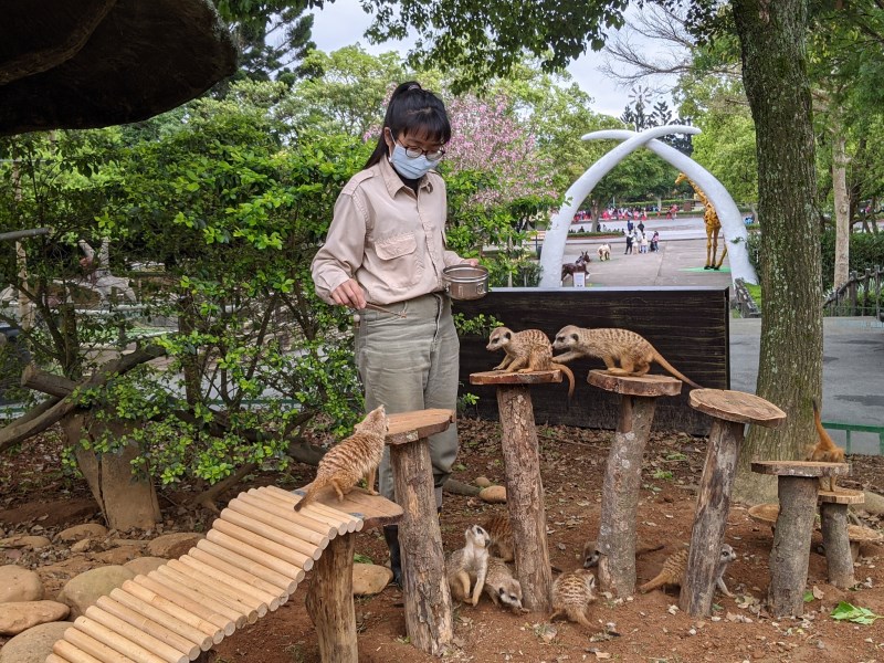 六福村「動物派對變裝優惠」可享超低價進場。 圖：六福村／提供