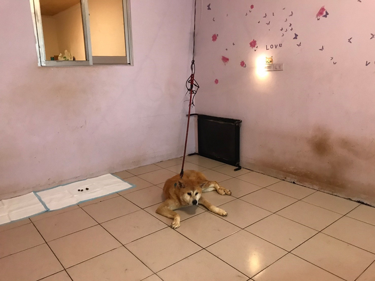動保處查核林姓寵物保母住處，發現代養的犬隻四周無充足水源。 圖：新北市動保處提供