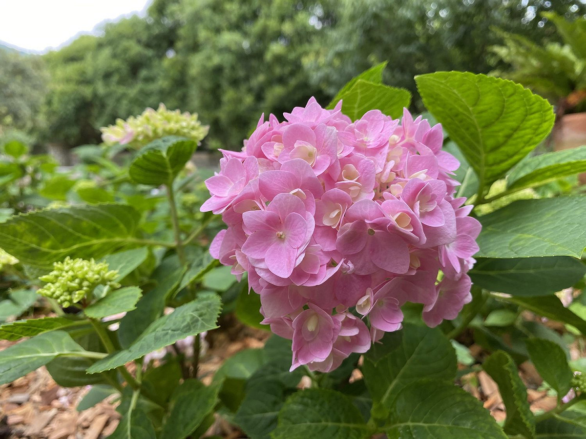 也有機會看到粉紅色無盡夏。 圖：台北工務局／提供