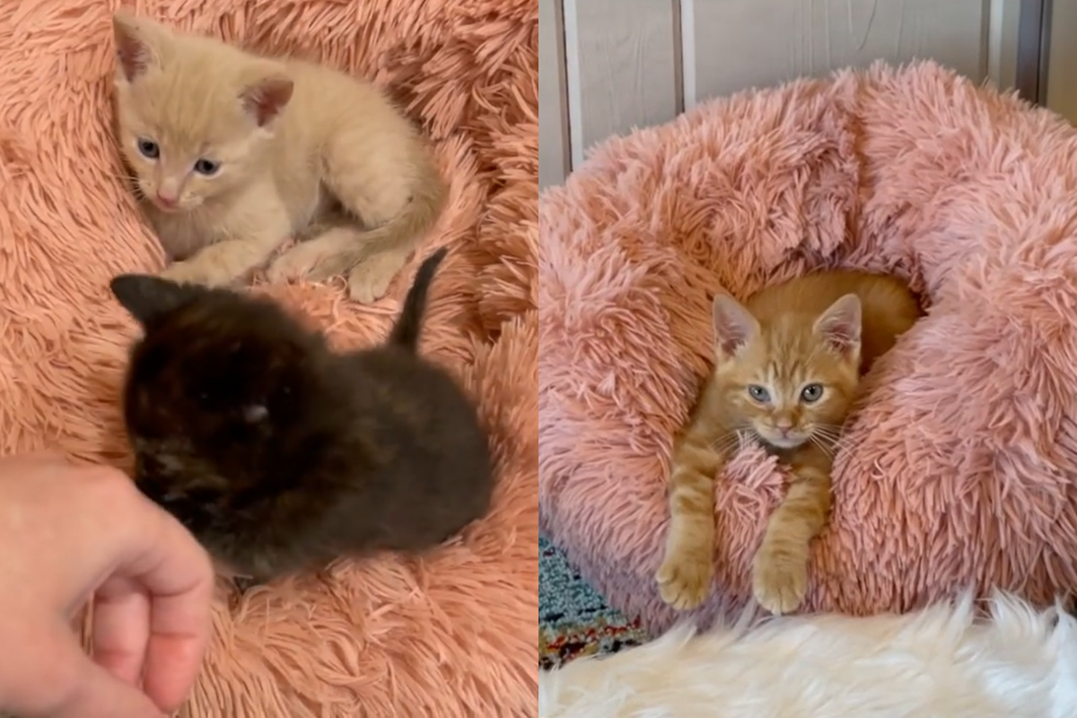 橘貓想睡打哈欠，竟意外朝鏡頭畫了一顆愛心！ 圖／Instagram@ kitten.nuggets