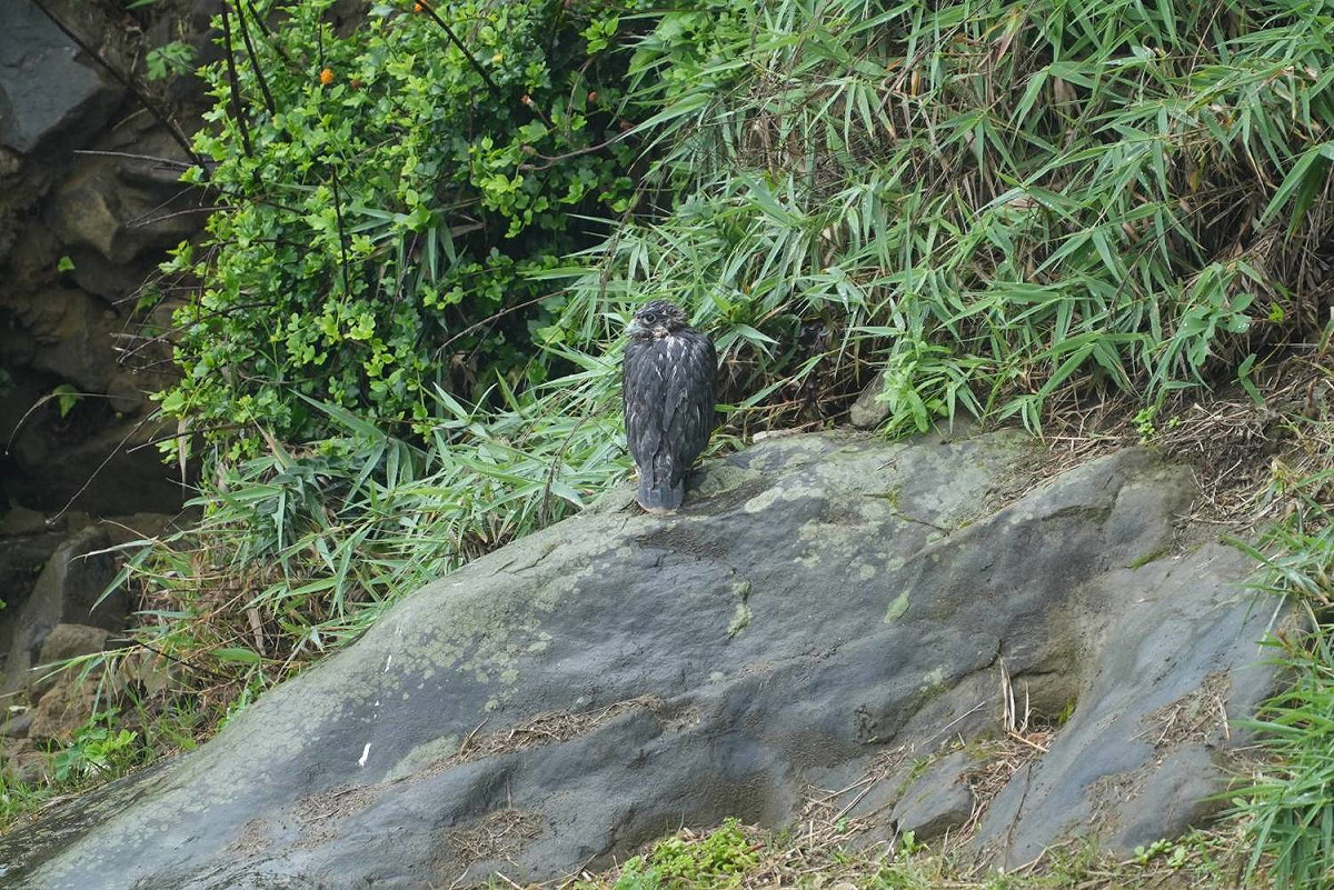 瑞芳區酋長岩保育類野生動物遊隼大寶落巢。 圖：新北市動保處提供