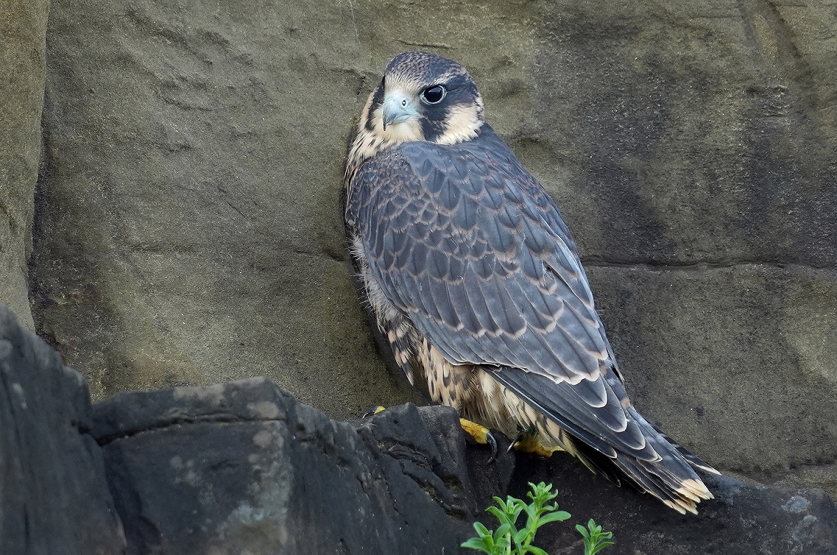 瑞芳區酋長岩保育類野生動物遊隼二寶落巢。 圖：新北市動保處提供