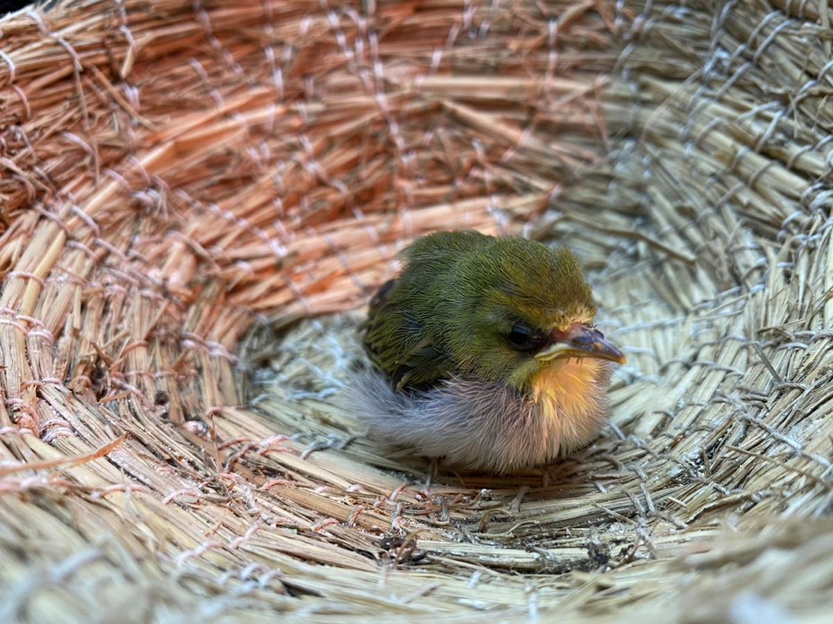 民眾送交路邊拾獲綠繡眼幼鳥。 圖：新北市動保處提供