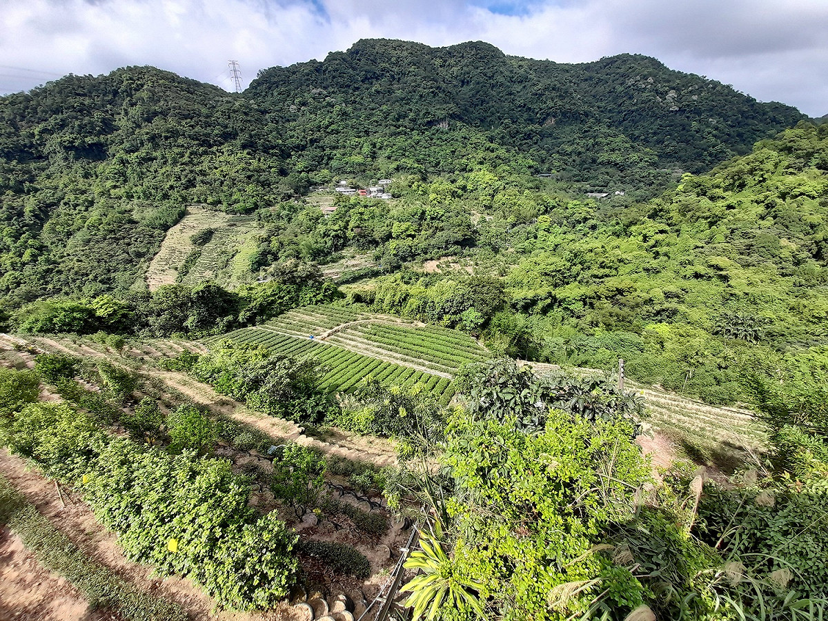 遇茶展中心步道叉路右轉後不久，便可看到廣闊山谷和大片的茶園。 圖：北市大地處／提供