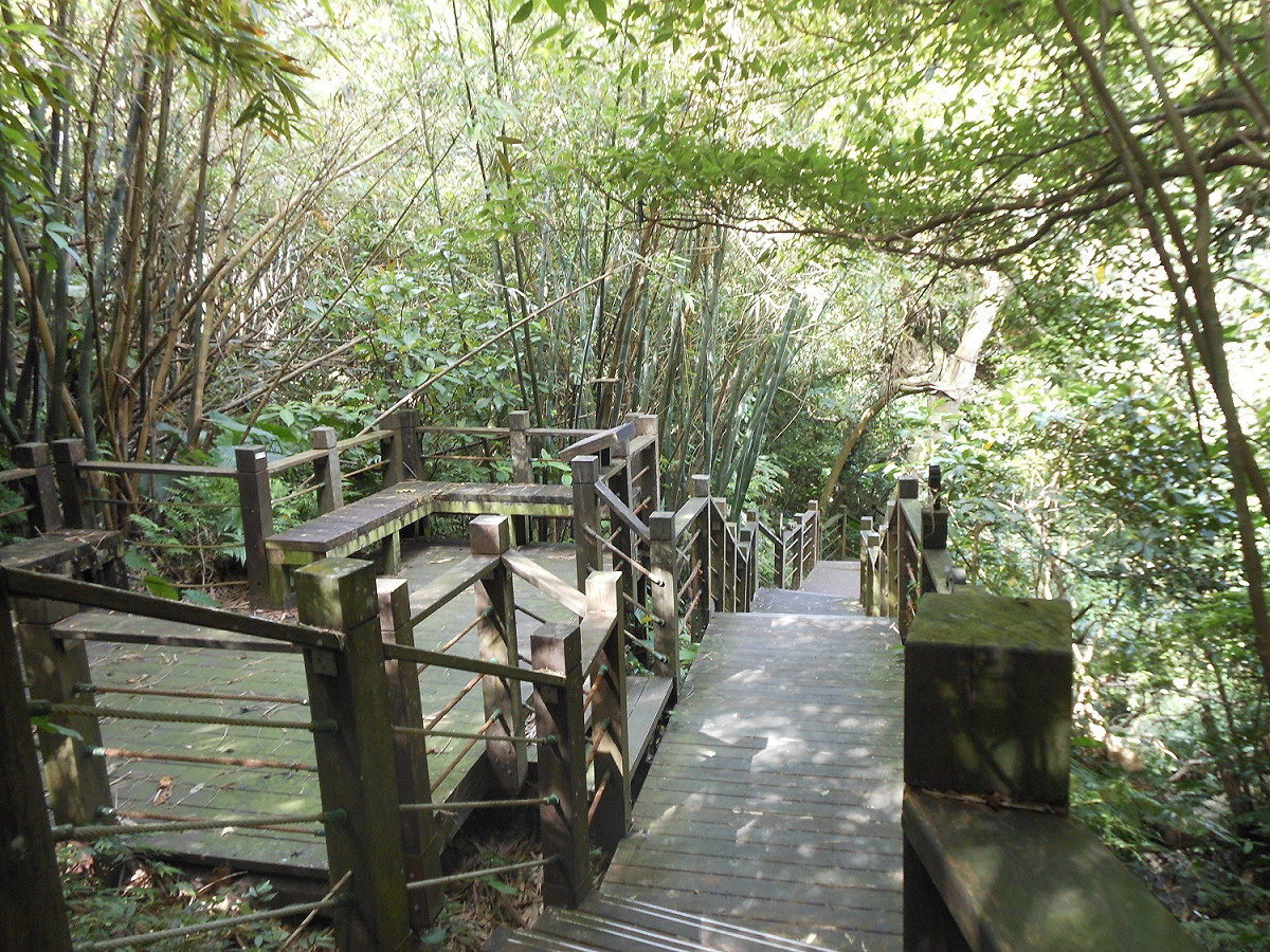 從茶推廣中心對面登山口進入健康步道山林小徑。 圖：北市大地處／提供