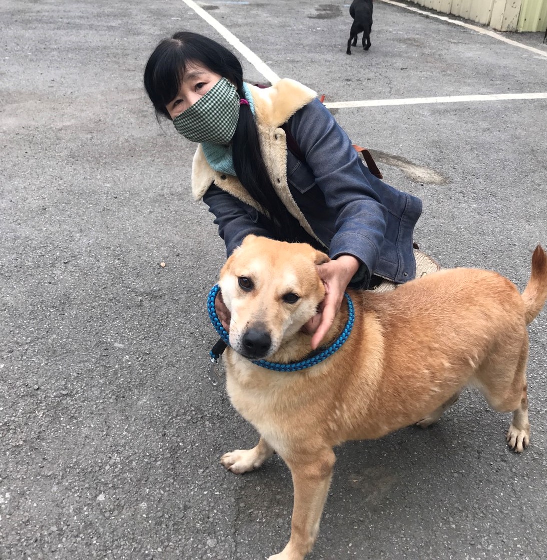 民眾到八里動物之家認養米克斯成犬。  圖：新北市動保處提供