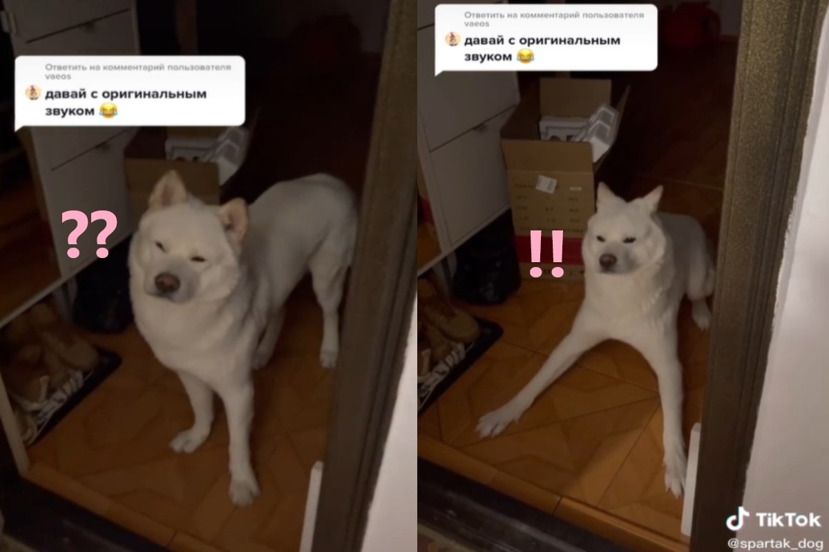 狗狗面對主人開門卻一臉疑惑，隔了幾秒後才「突然清醒」！ 圖／Tik tok＠spartak_dog