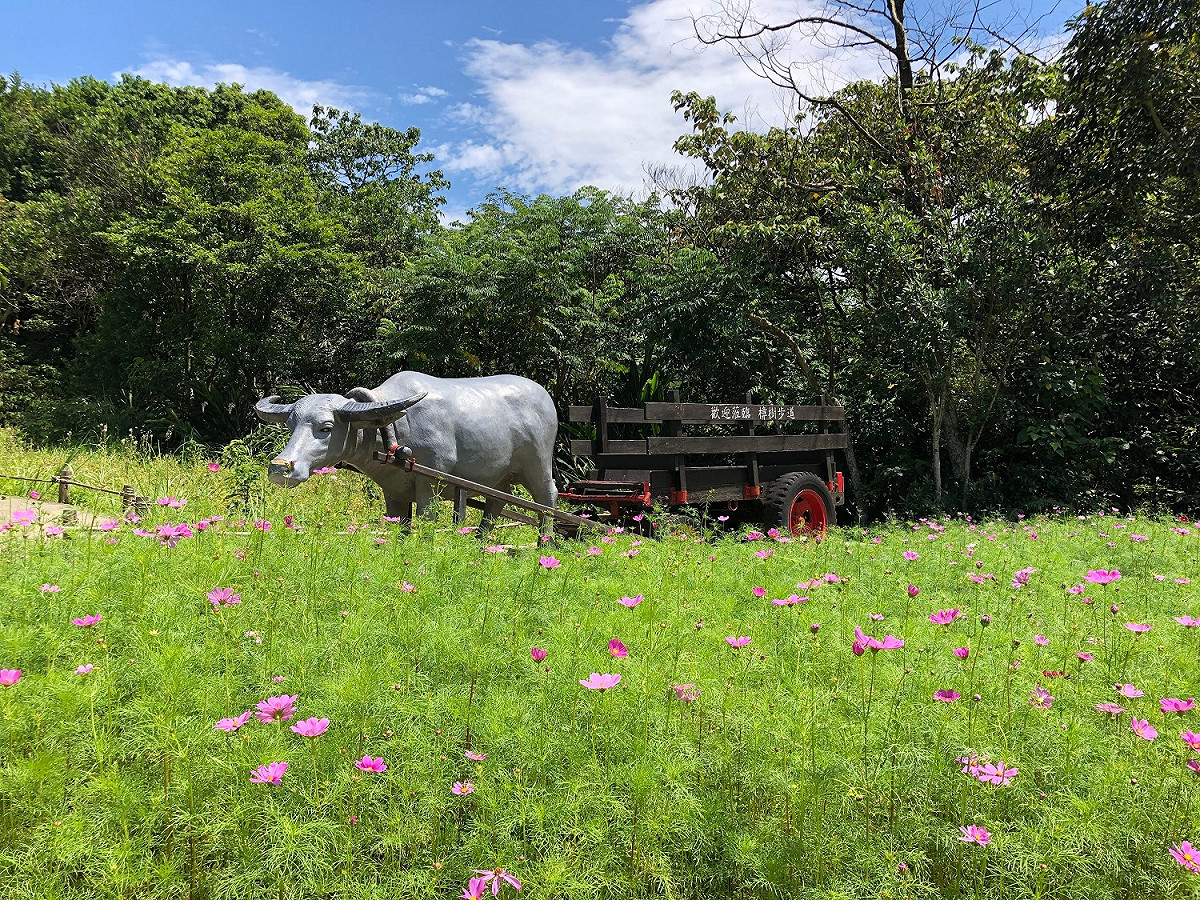 樟樹步道的粉色波斯菊盛開。 圖：台北大地處／提供
