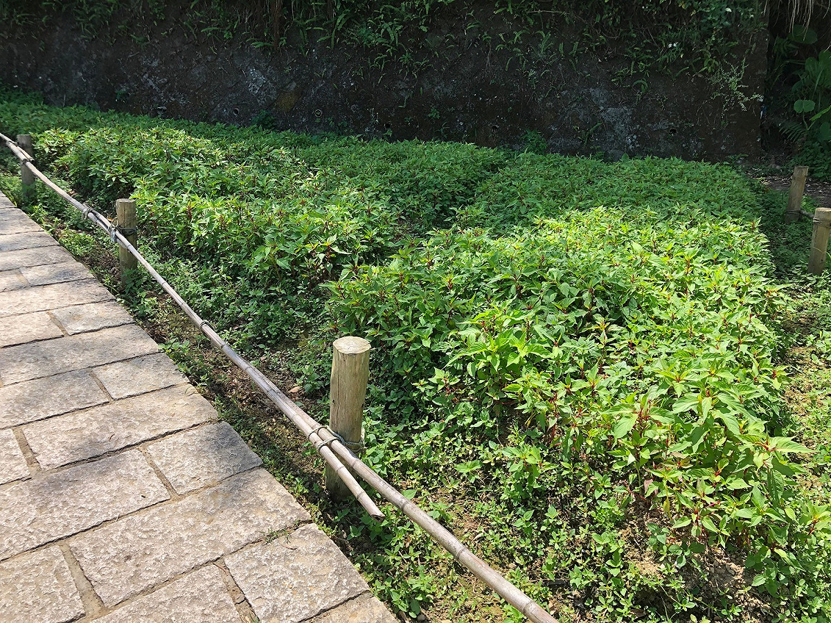 樟樹步道的羽狀雞冠花也將於5月中盛開。 圖：台北大地處／提供
