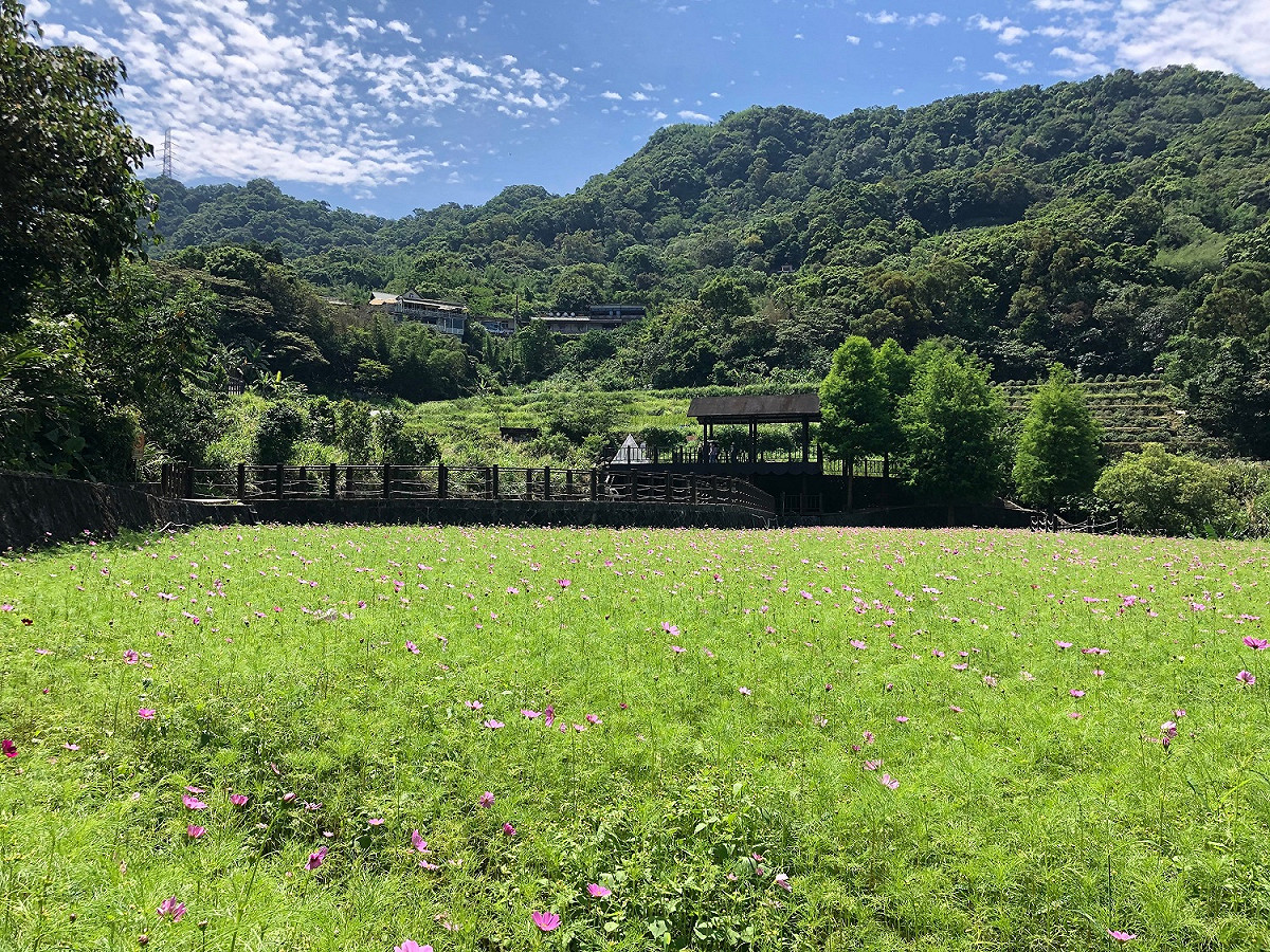 現在貓空除了可以賞花，還可以品嘗春茶。 圖：台北大地處／提供