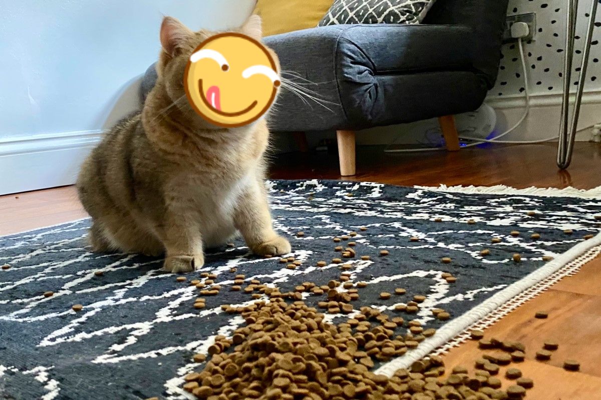 英國一名貓奴不小心打翻飼料，貓主子竟然滿臉訝異露出「O型嘴」！ 圖／IG @bertie.puss