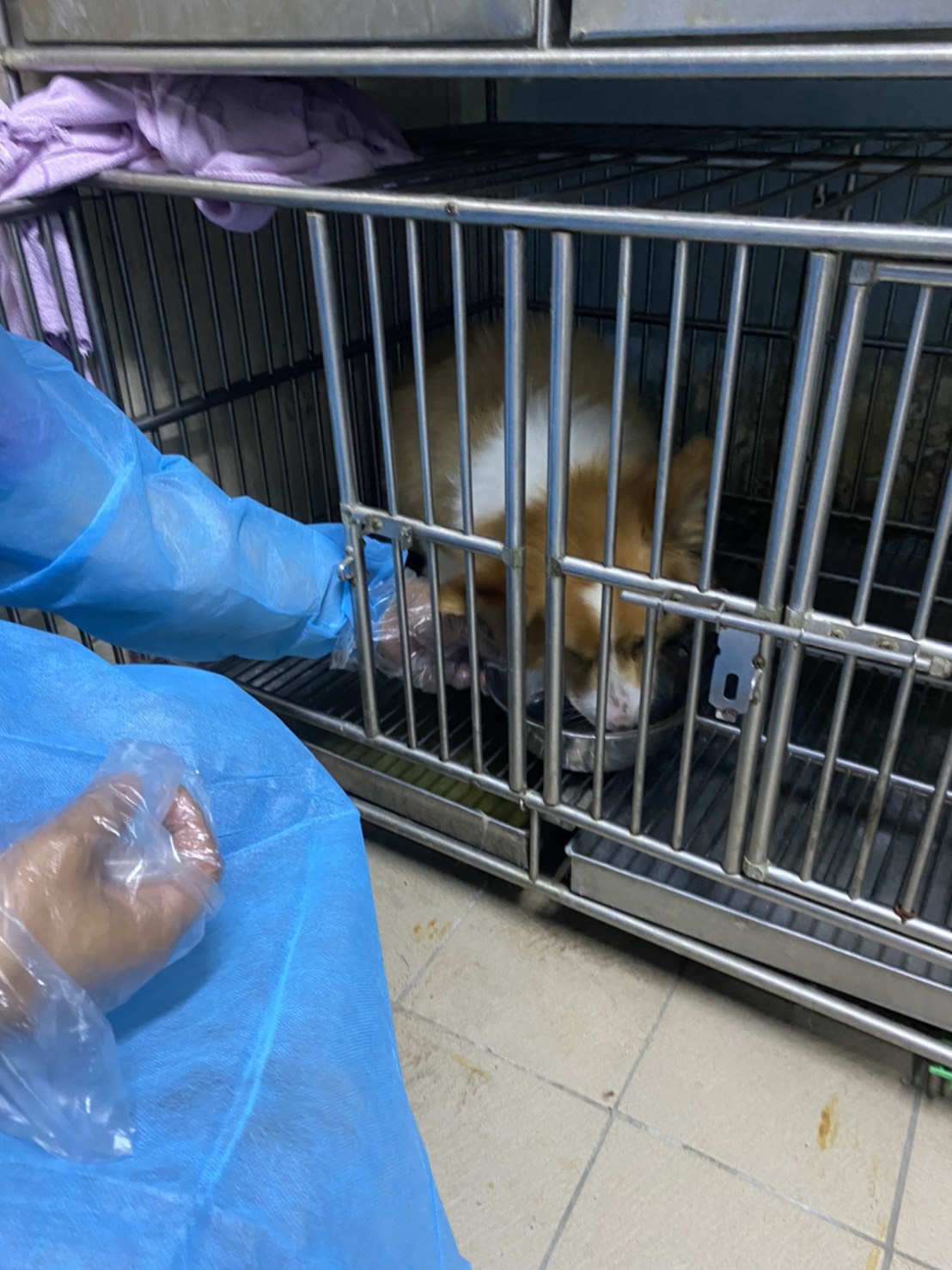 確診者共居犬在寵物旅館照護。  圖：新北市動保處提供