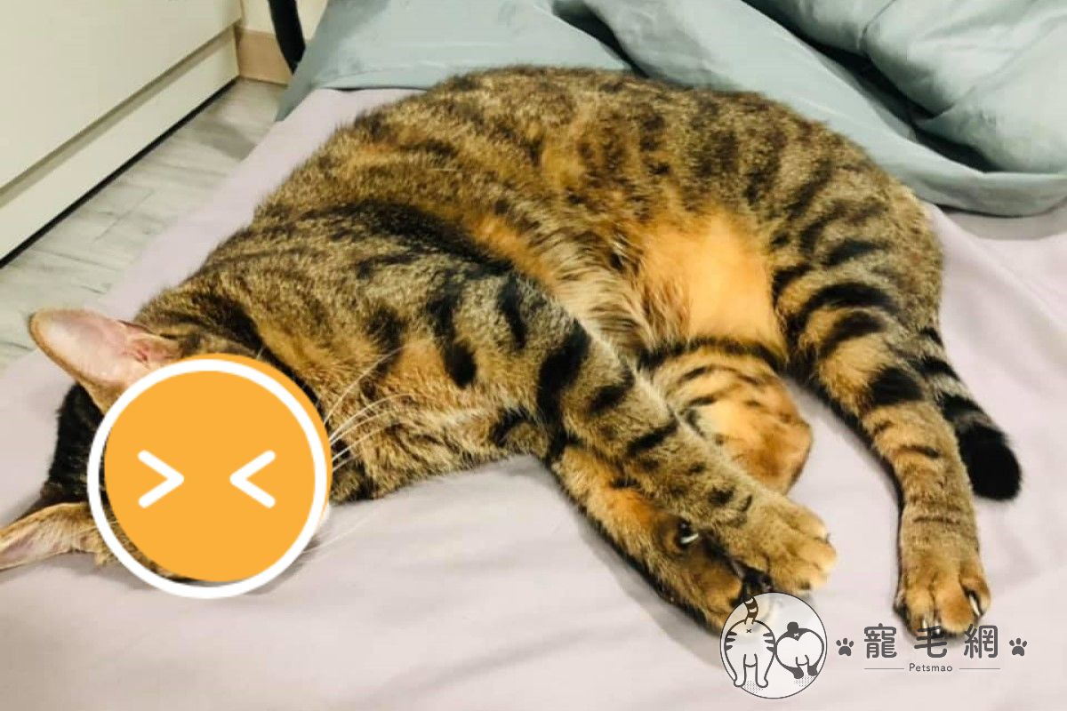 新北市一隻虎斑貓出面控訴，貓咪也是這波疫情的受害者！ 圖／網友陳小姐授權提供