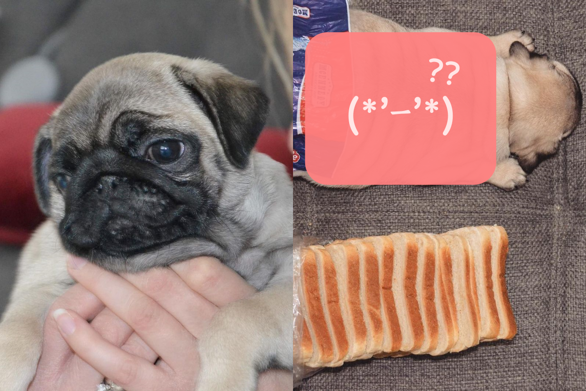 狗狗的肥肉意外跟「吐司」撞臉！    圖／Instagram＠ thorpug1