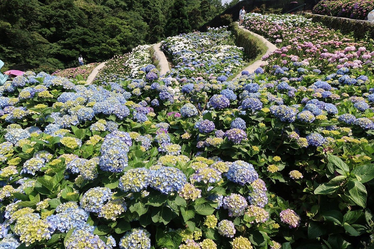 繡球花季取消，業者推線上賞花。 圖：台北產發局／提供