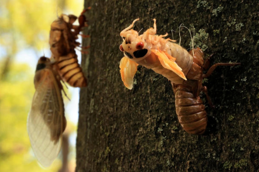 數兆的布魯德10代蟬（Brood X）將破土而出，席捲美國15州，科學家與居民們開始嘗試解決。 圖 : 翻攝自環球時報