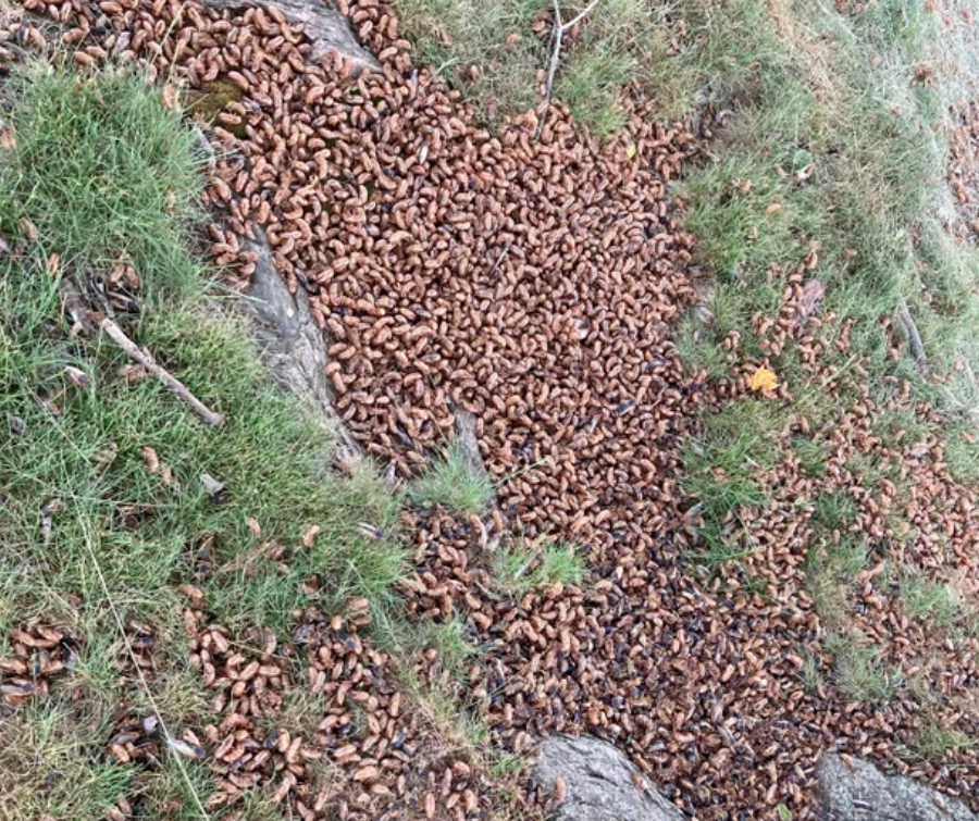 數兆的布魯德10代蟬（Brood X）破土而出，席捲美國15州，地上堆滿了蟬的屍體。 圖 : 翻攝自環球時報