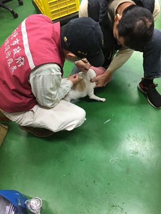 動保處協助植入晶片完成寵物登記。  圖：新北市動保處提供