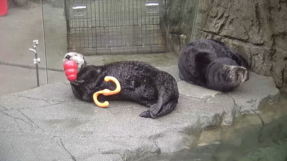 加拿大的海獺們攻佔泡澡實況分類。 圖：翻攝自MarineMammalRescue