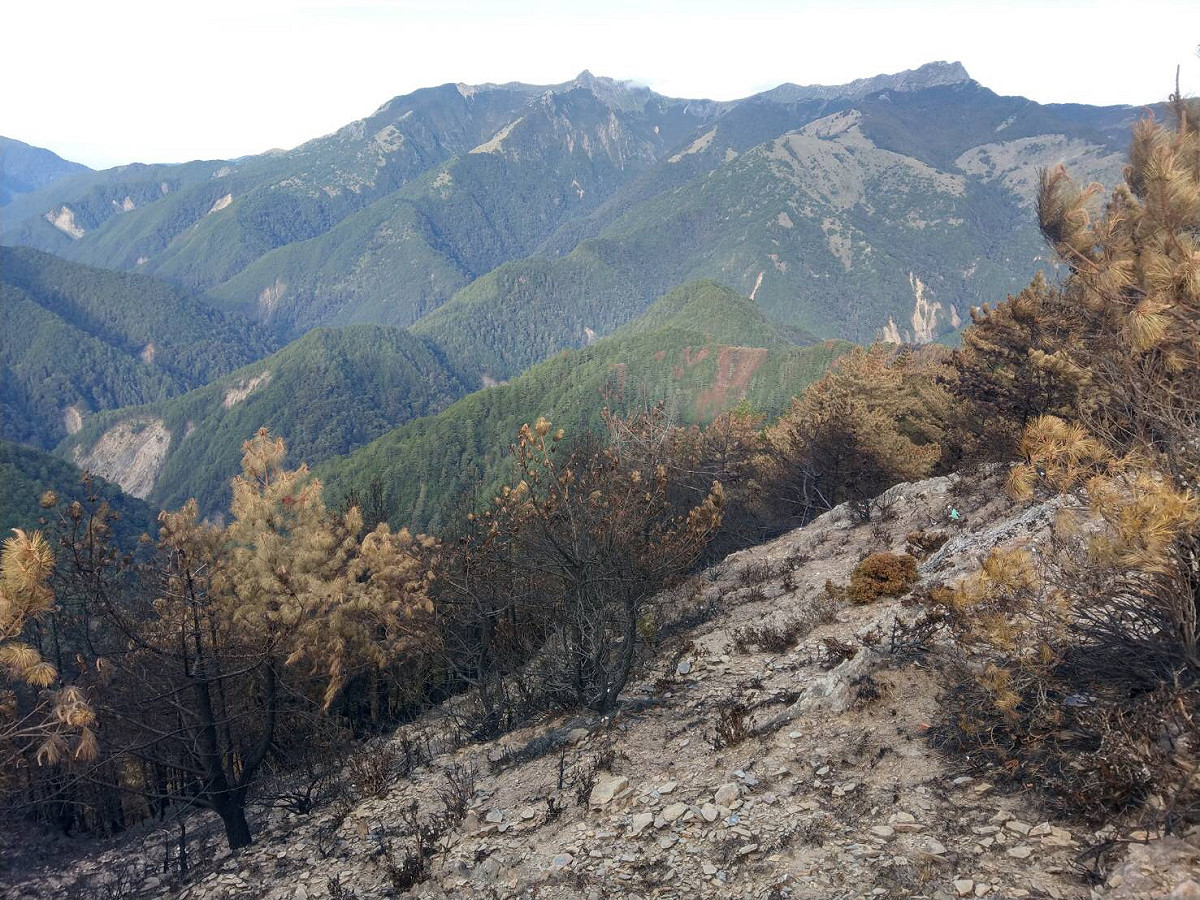 玉山八通關林地大火災後現場照。 圖：林務局／提供