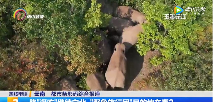 在雲南向北一路趴趴走的亞洲象群。 圖 : 翻攝自騰訊視頻