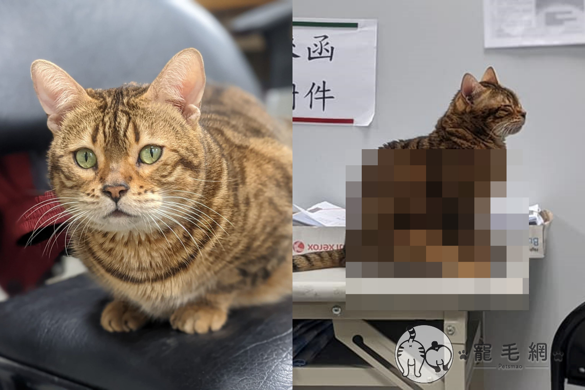 虎斑貓錢錢的可愛坐姿，像是在等待心上人的妙齡少女。 圖／網友薛豹樂授權提供