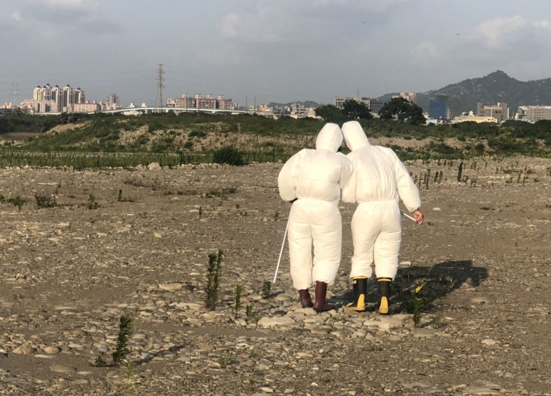 4月18日役用及野放牛隻完成注射。 圖：新北市動保處提供