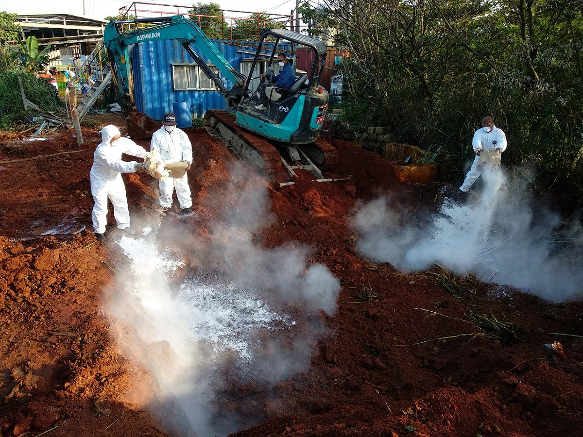 4月30日啟動二次罹病牛隻撲殺作業。 圖：新北市動保處提供